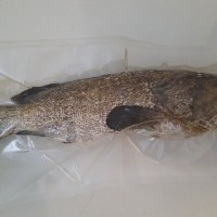 Ikan Kerapu