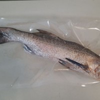 [Pre-order] Ikan Kurau