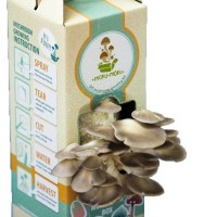 (ORGANIC - Moku-Moku DIY Mushroom Box) Grey Oyster Mushroom (Ready To Plant - Marketplace Harian)(10 Box Per Carton)
