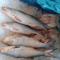 [Pre-order] Ikan Senangin